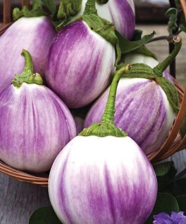 Eggplant Romanesca Tonda Bianca Sfumata di Rosa