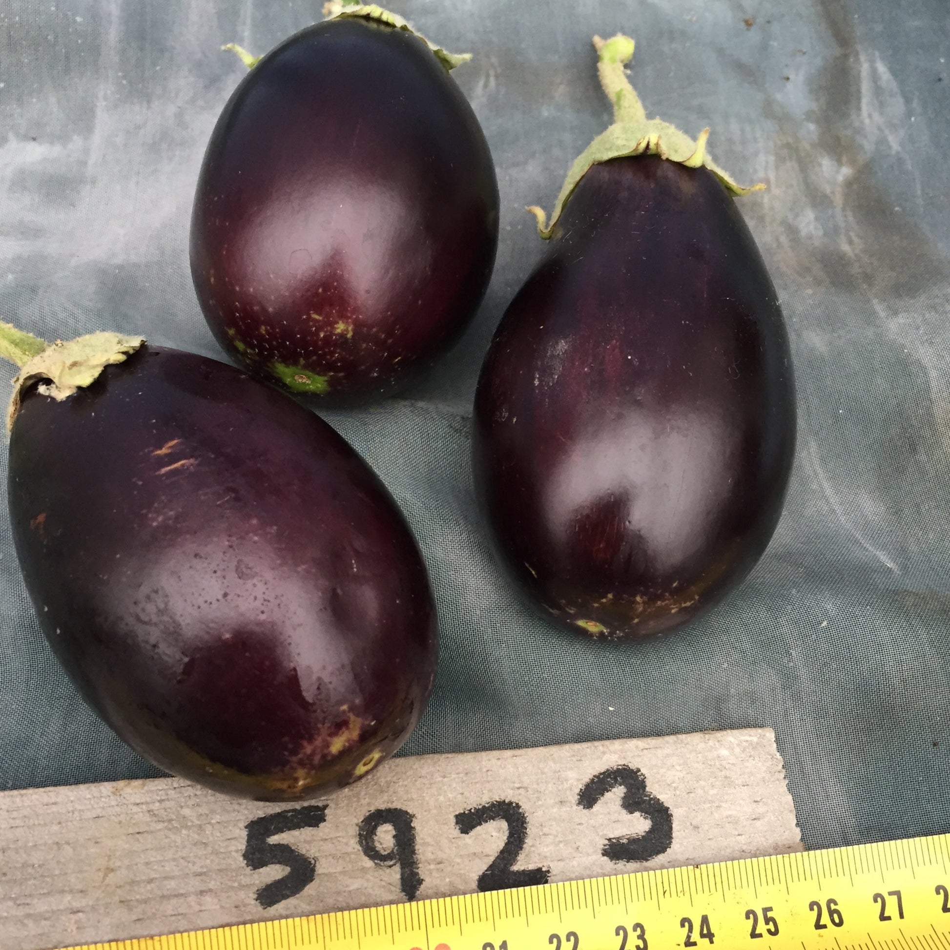 Open Ophelia Eggplant