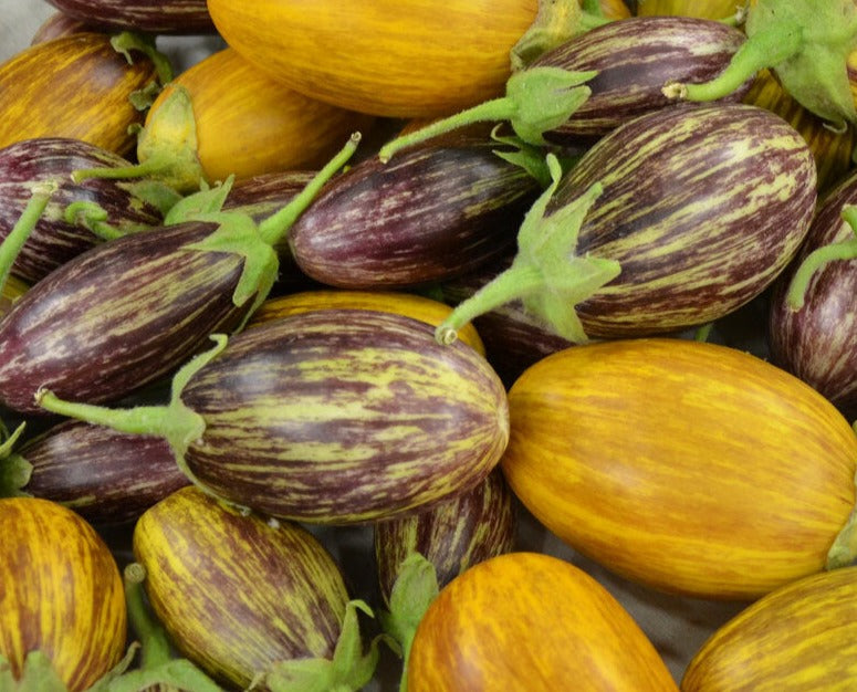 Udmalpet Eggplant