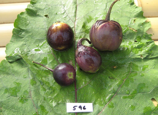 Mini Bambino Eggplant
