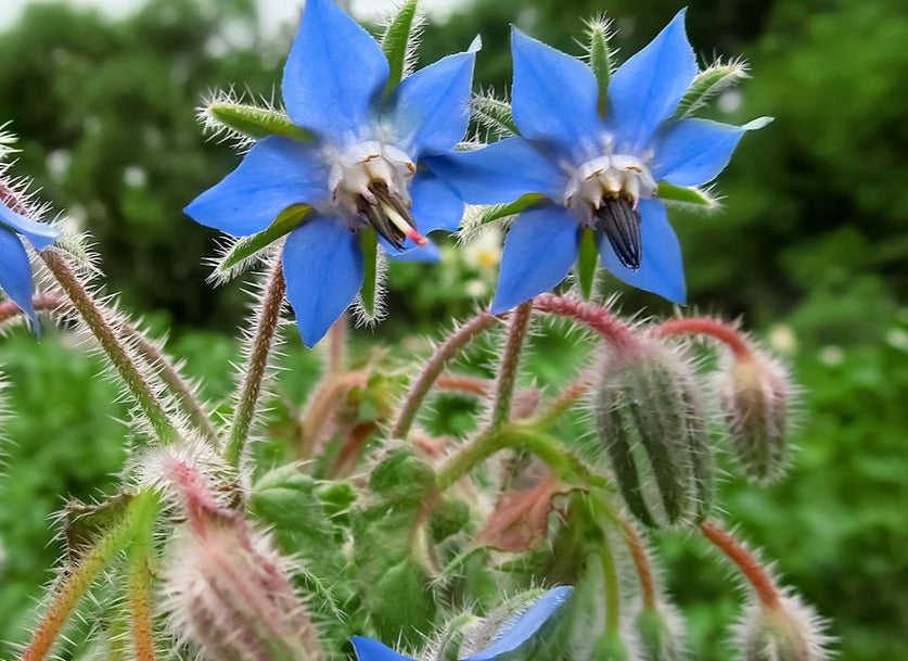 Borage