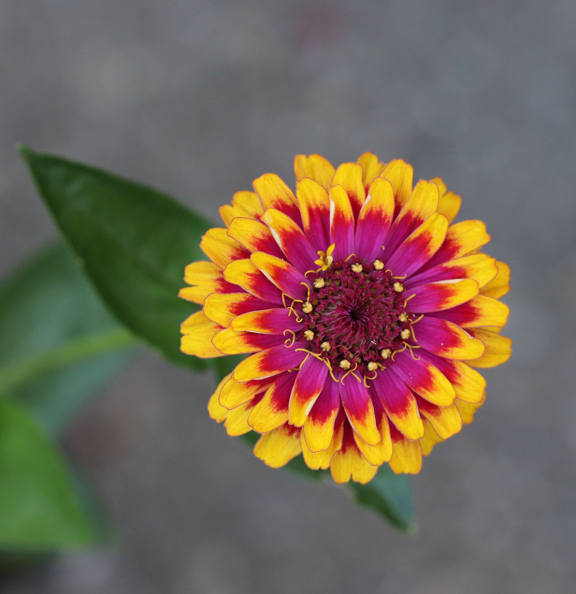 Zinnia Salsiando
