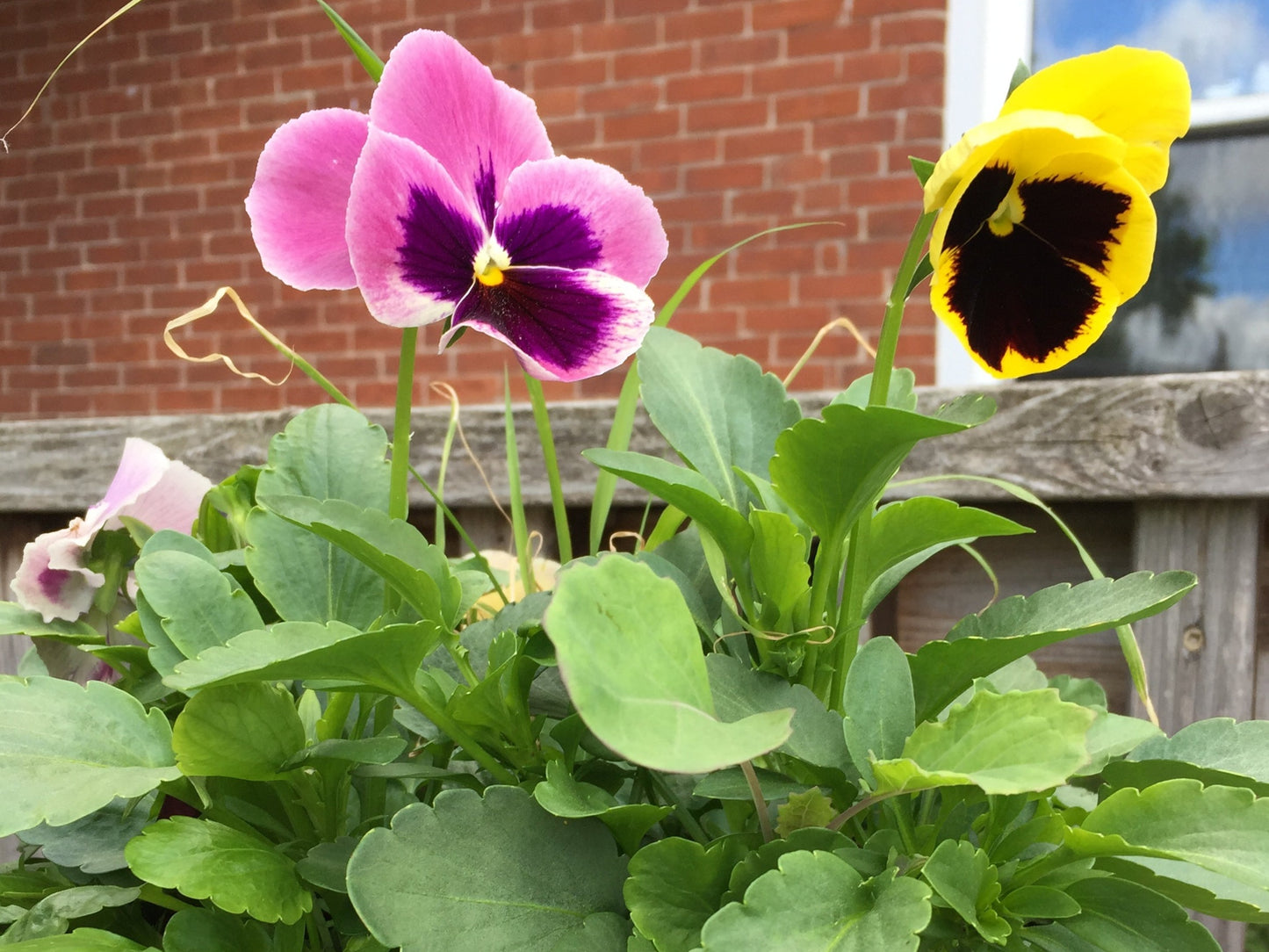 Pansy mix flowers