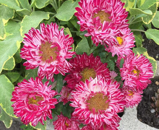 Aster Red Ribbon
