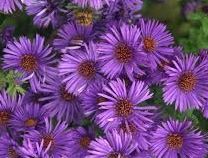 Asters Tall