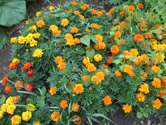 Marigold mix Flower