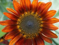 Red Sunflower Blend