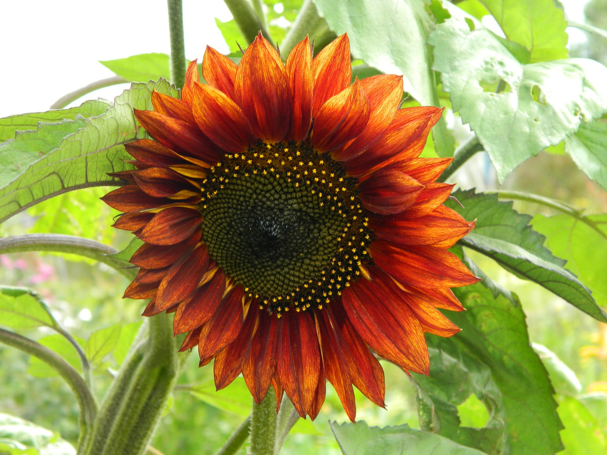 Evening Colours Sunflower
