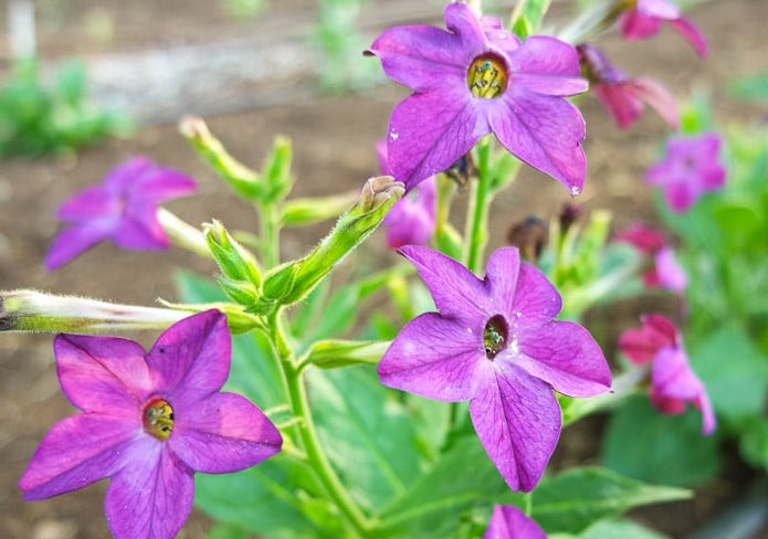 Purple Perfume Nicotiana Tobacco