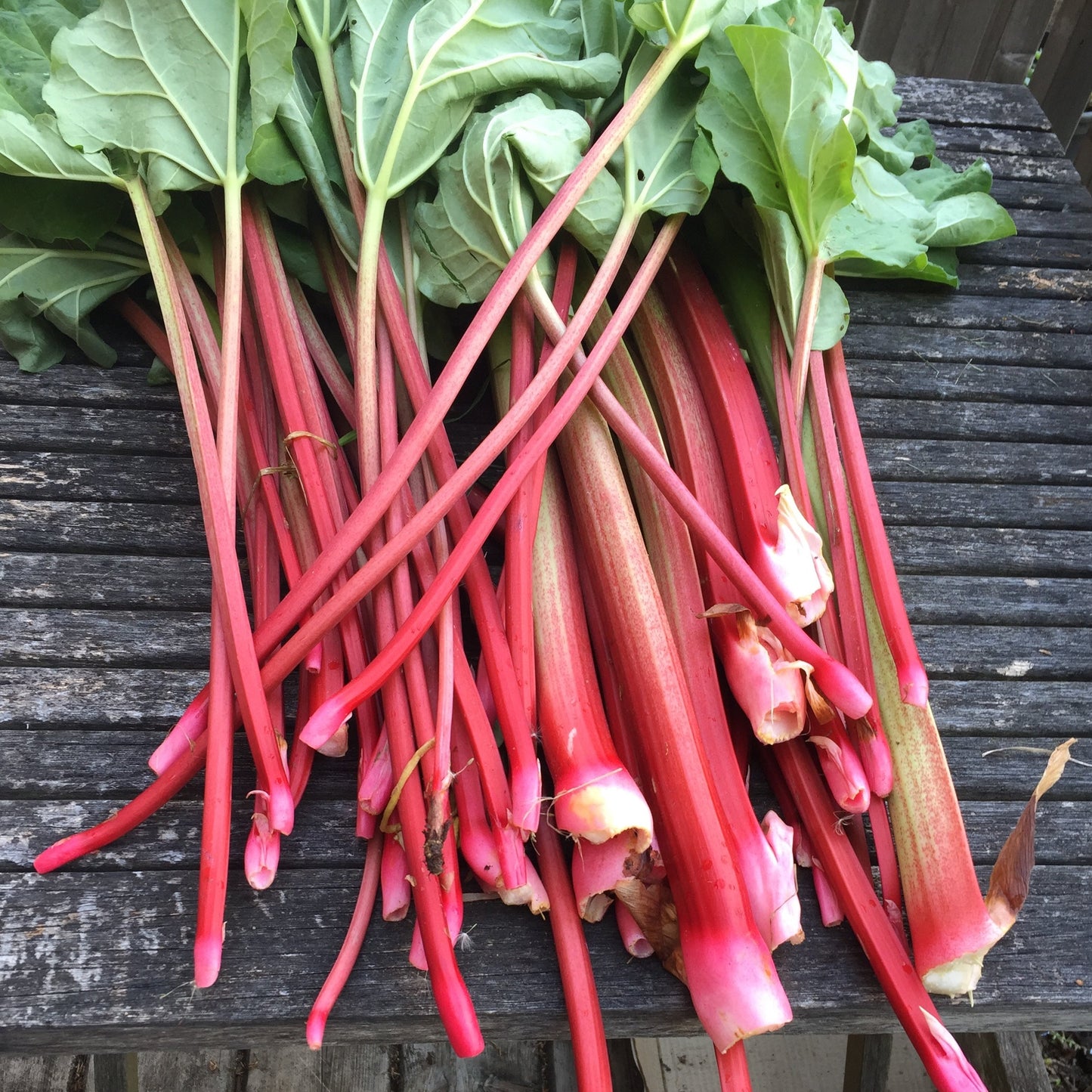 Rhubarb – Greta's Family Gardens