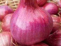 Onion Red Savonese