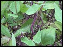 Amethyst Bush Beans