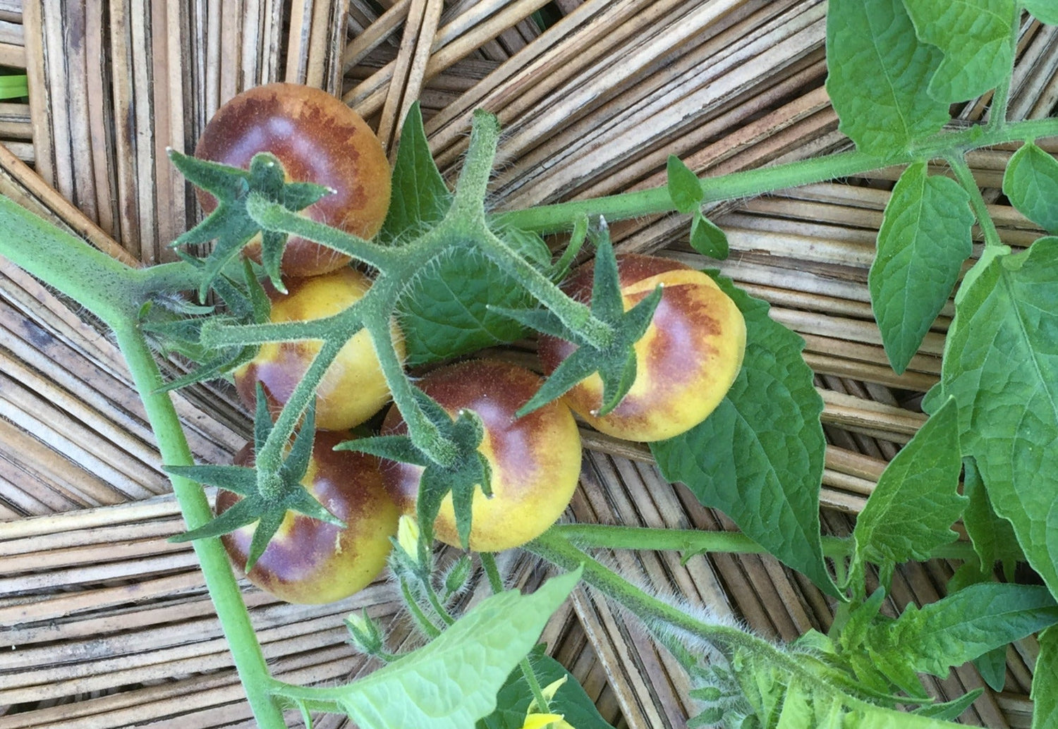Tomate Cerise