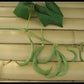 Anellino Green Beans - Greta's Family Gardens