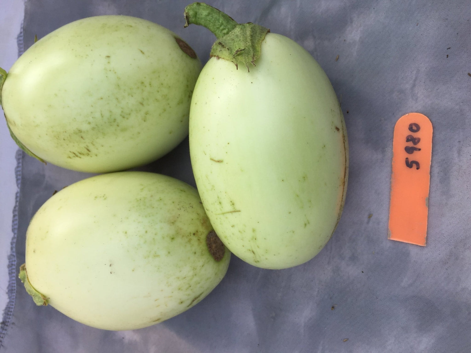 AUBERGINES