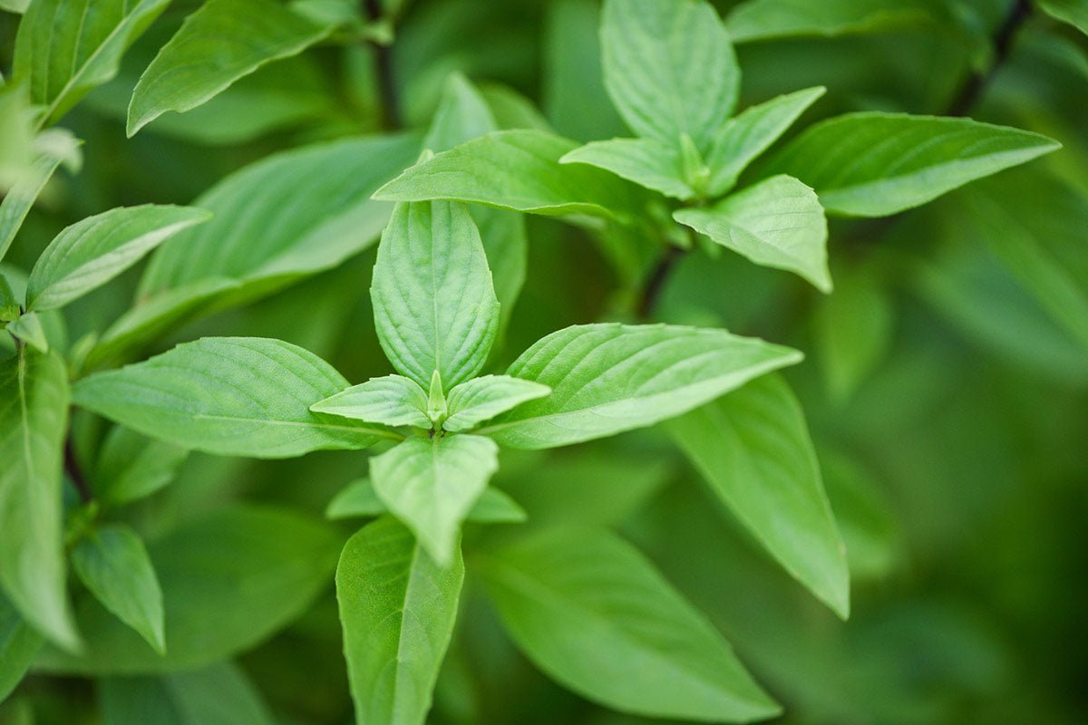 Basil Lime - Organic - Greta's Family Gardens