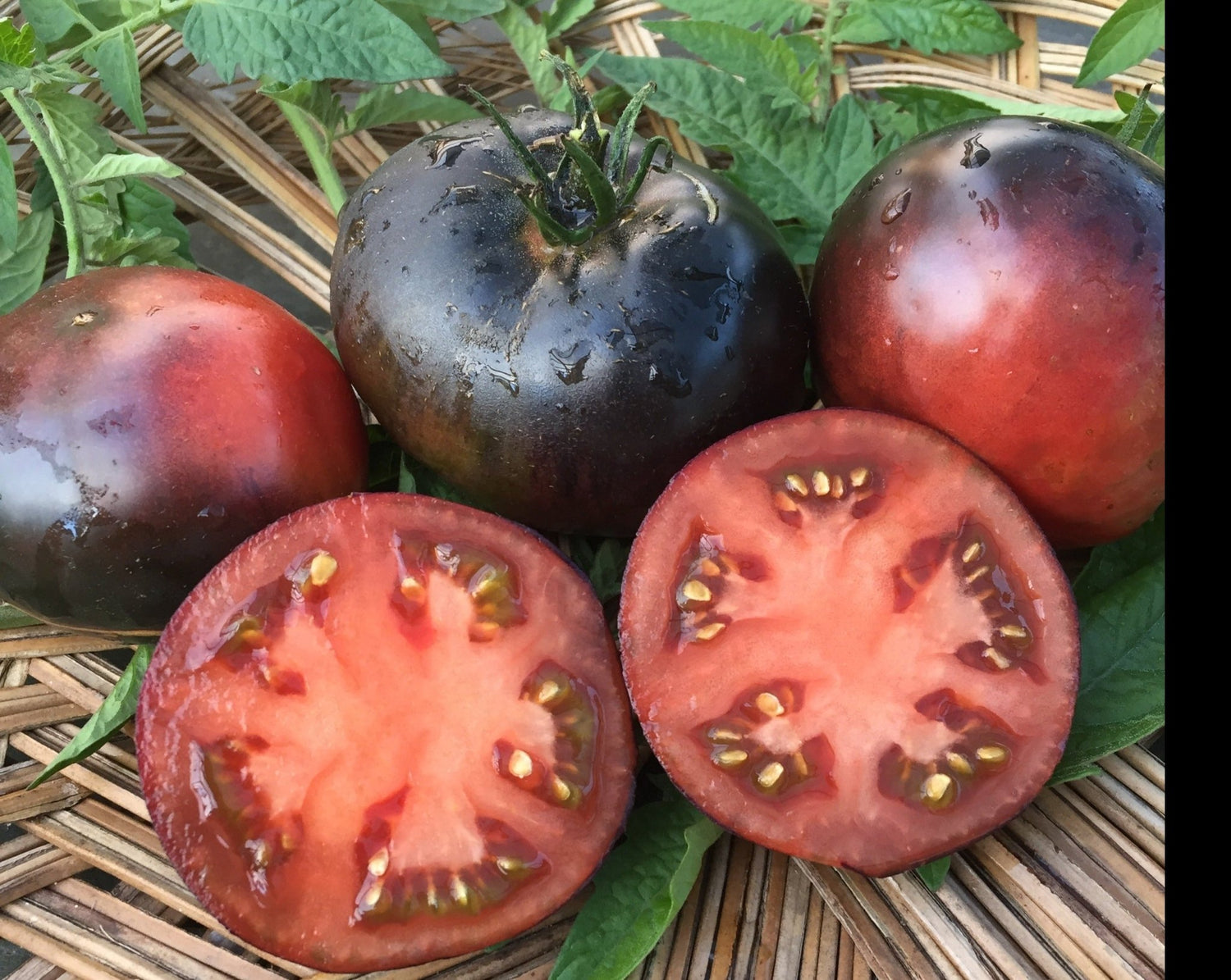 Tomate Bleu