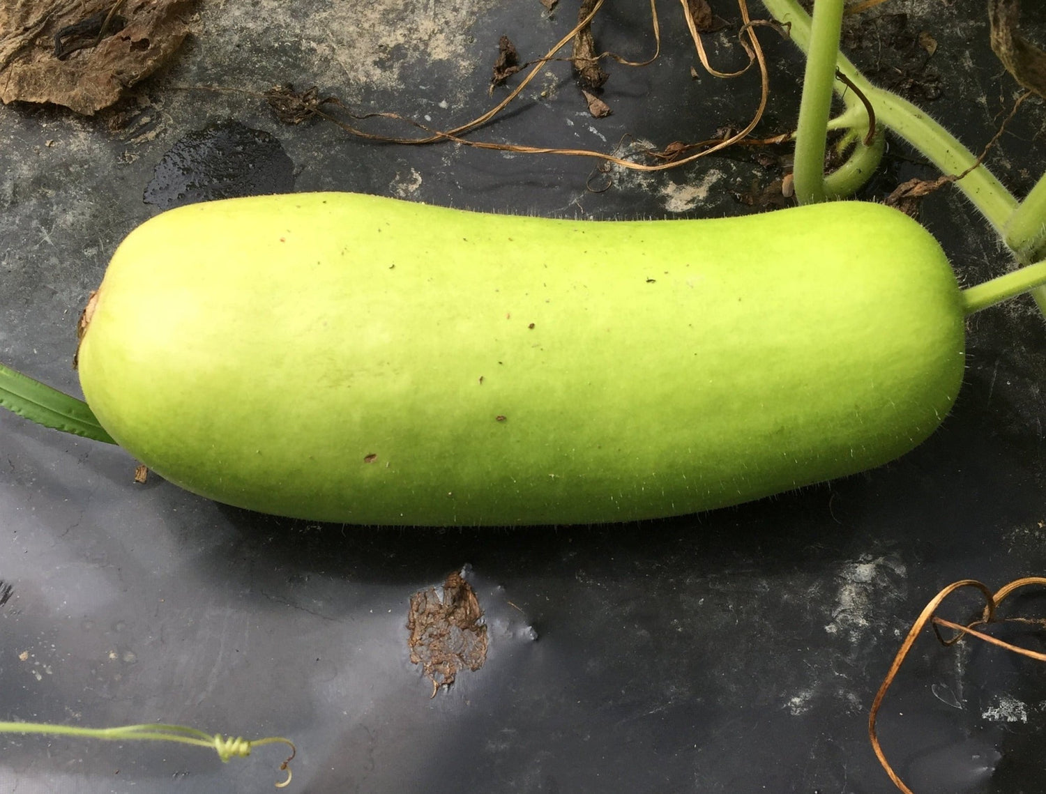 Légumes orientaux