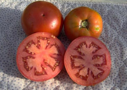 Brag Tomato - Organic - Greta's Family Gardens