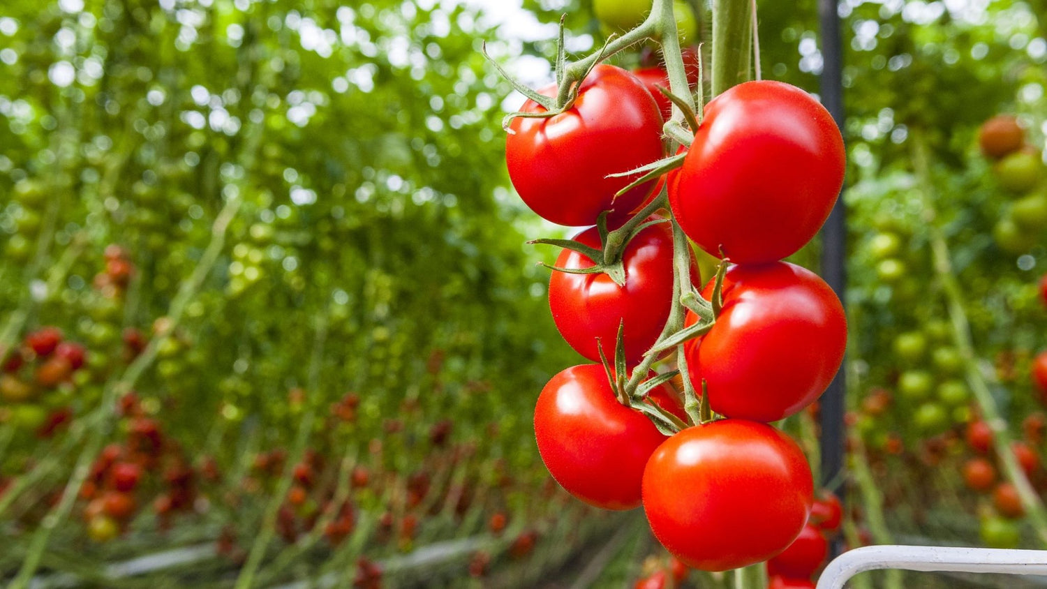Early Yield Tomatoes