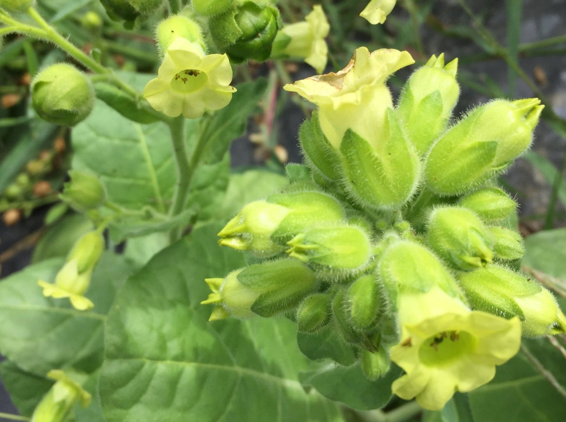 ceremonial grade tobacco Nicotiana Rustica Wild Aztec Tobacco Ucuch mapacho thuoc lao Tobacco Offering Protocol - Indigenous