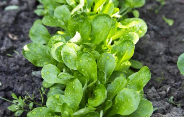 Corn Salad Mache - Organic - Greta's Family Gardens