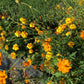 Cosmos Bright Lights - Organic - Greta's Family Gardens
