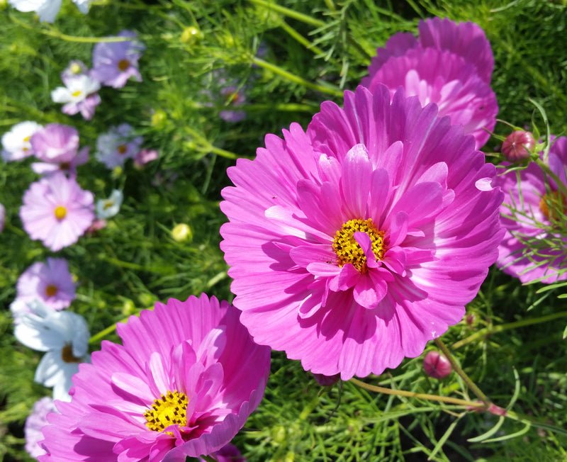 Cupcakes Cosmos - Greta's Family Gardens
