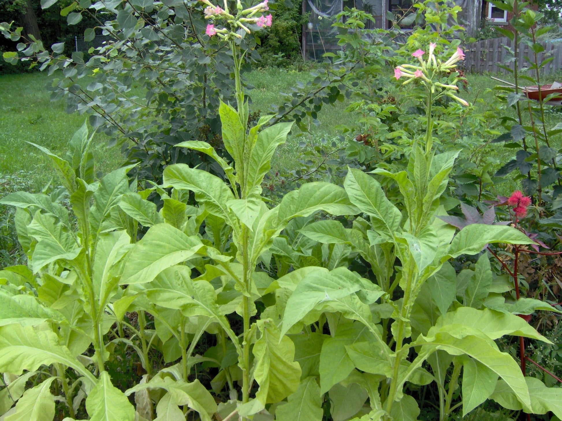 tobacco gardens Farmer Smith's Smoking Tobacco tobacco gardens Farmer Smith's Smoking Tobacco