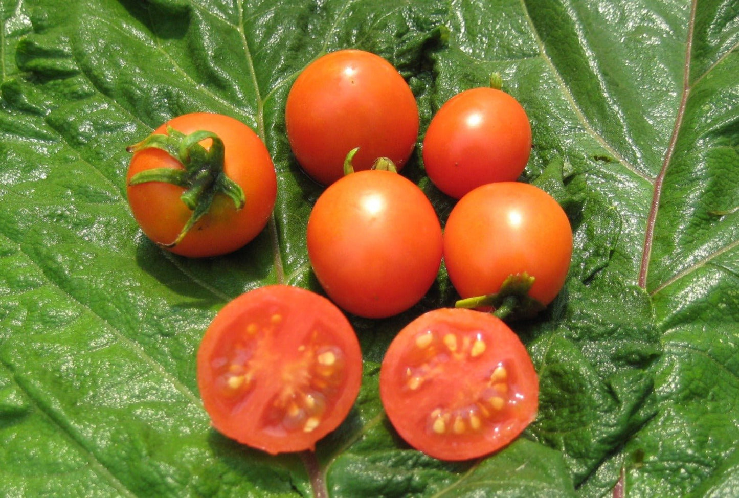Farthest North Tomato - Organic - Greta's Family Gardens