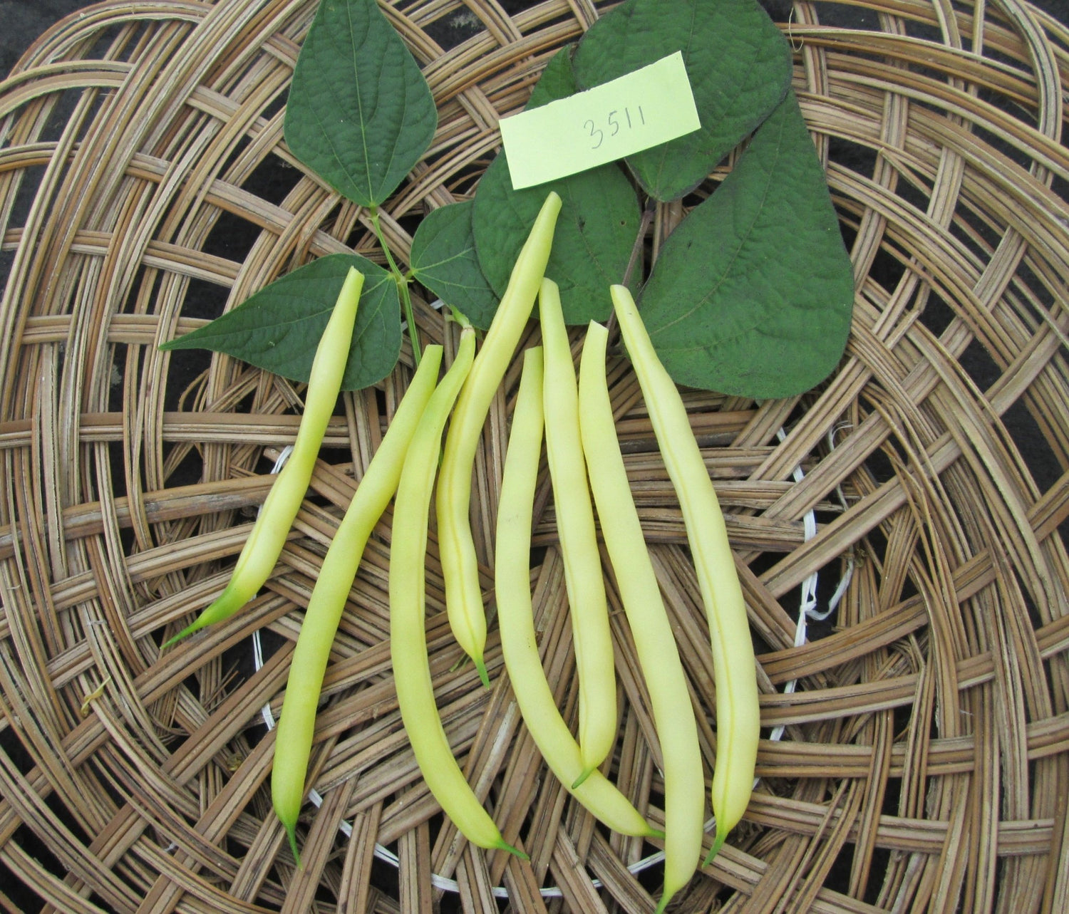 Legumes