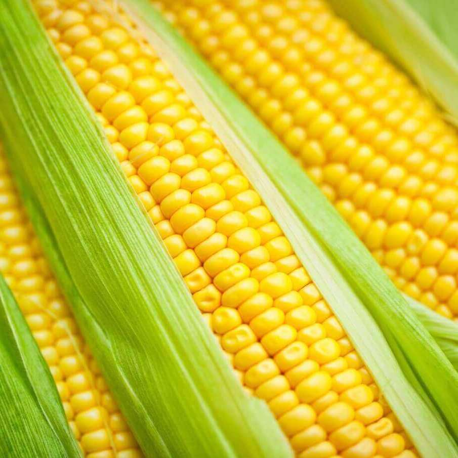 Golden Bantam Corn - Greta's Family Gardens