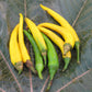 Golden Cayenne Hot Pepper - Organic - Greta's Family Gardens