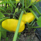 Golden Scallopini Squash - Greta's Family Gardens