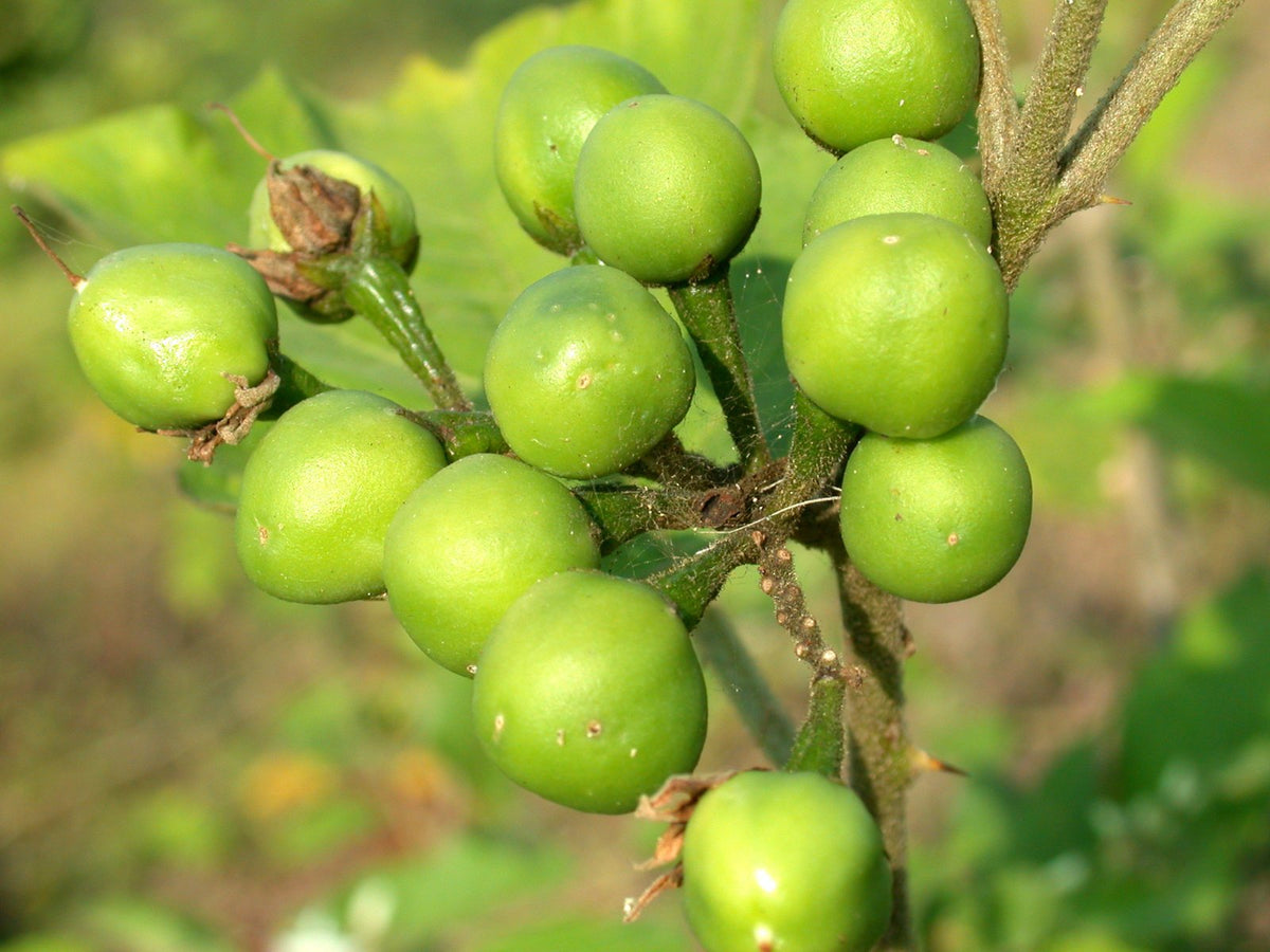 Greenberry - Greta's Family Gardens
