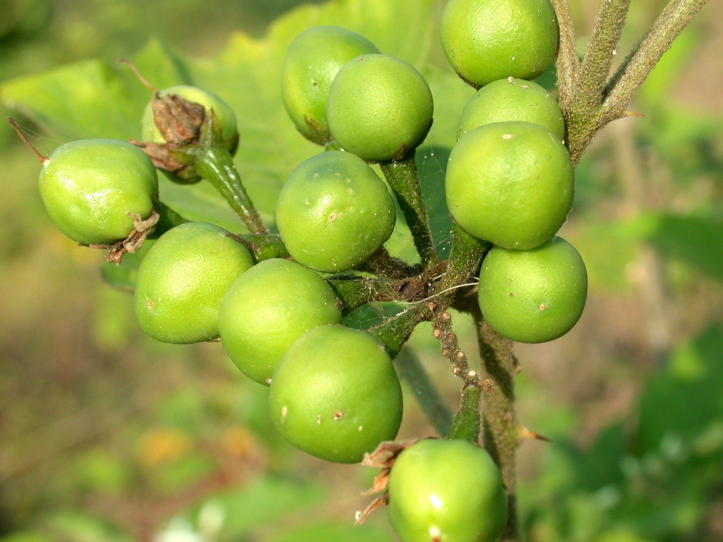 Greenberry