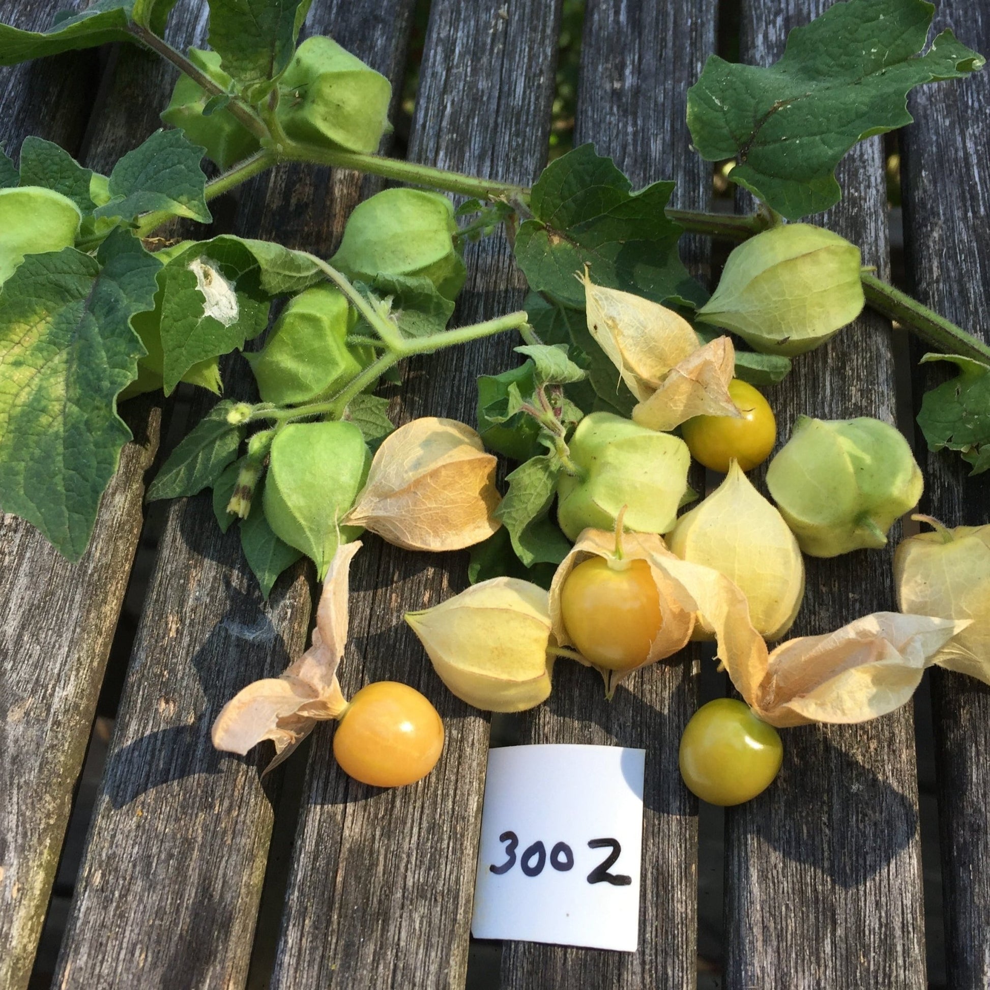 cossack pineapple ground cherry plant Groundcherry Cossack Pineapple - Organic
