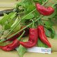 Issus d'Expelette Hot Pepper - Organic - Greta's Family Gardens