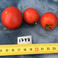 Japanese Dwarf Tomato - Greta's Family Gardens