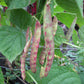 Jimenez Pole beans - Greta's Family Gardens