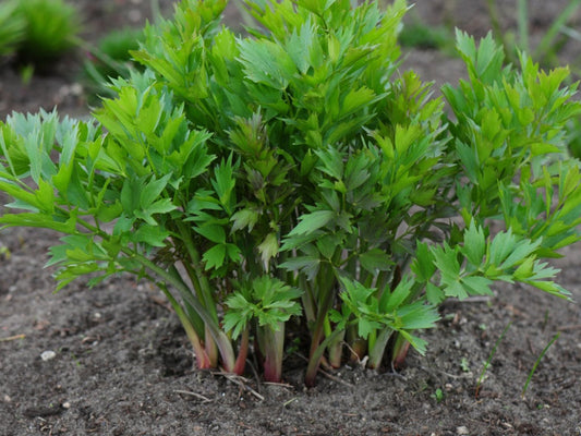 Lovage - Organic - Greta's Family Gardens