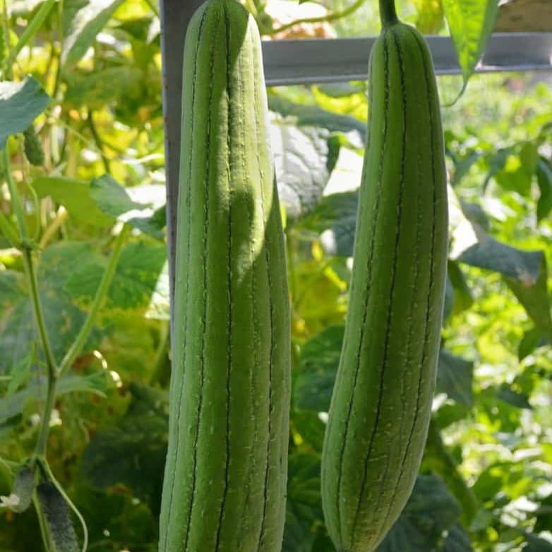 Luffa Sponge