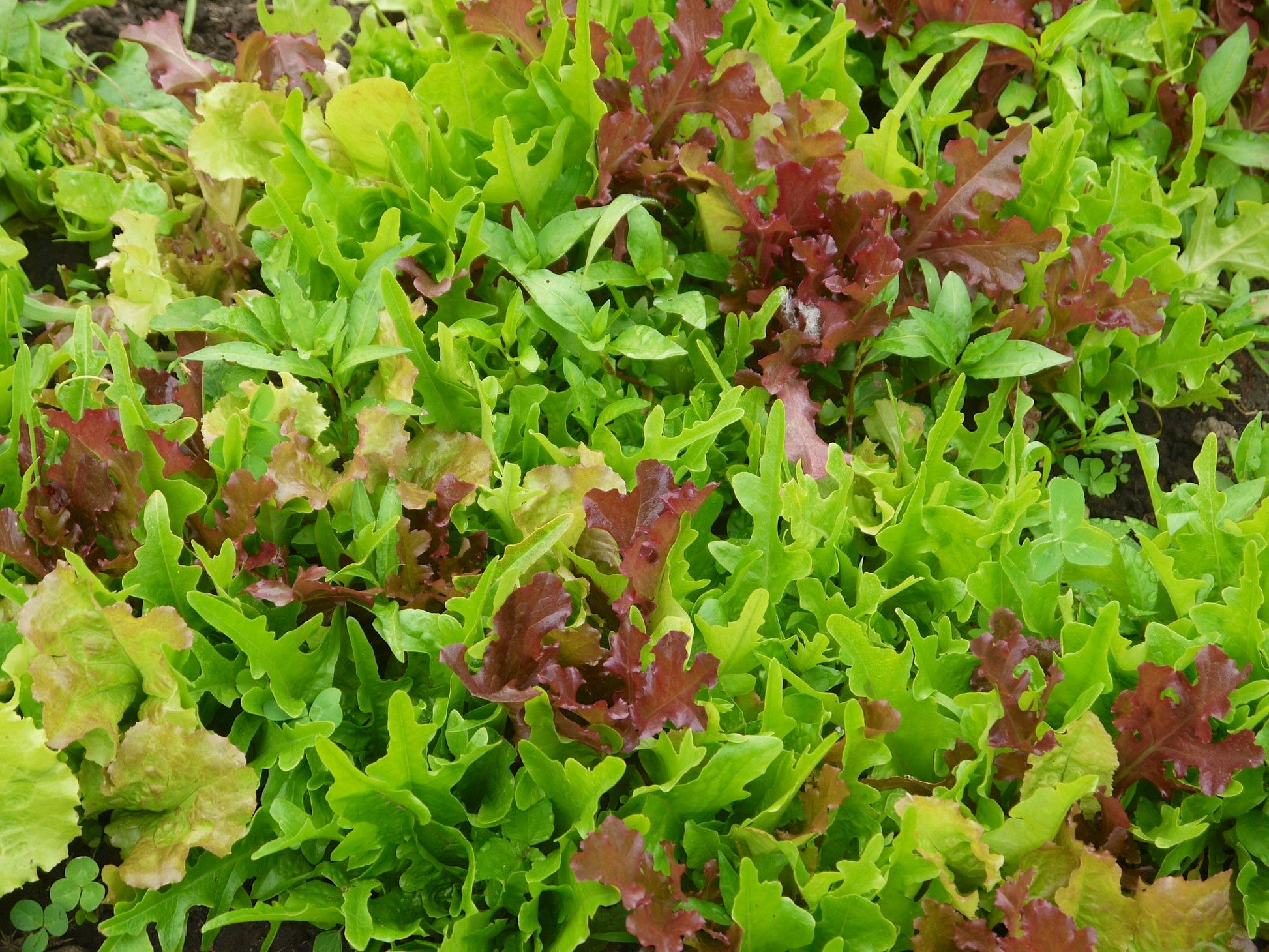 Mesclun Mix - Organic - Greta's Family Gardens