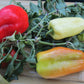 Novo Sadska Sweet Bell Pepper - Organic - Greta's Family Gardens