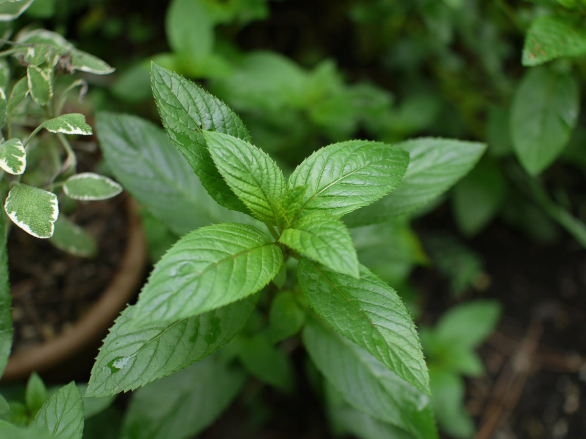 menthe poivrée