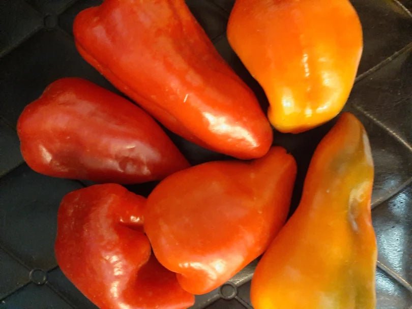 Salsa Pattern Pepper Peppers, Sweet Salsa - Organic - Greta's Family Gardens