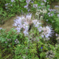 Phacelia flower - Organic - Greta's Family Gardens