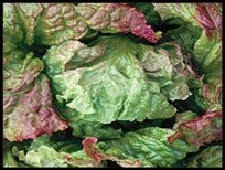 Rossa di Trento Lettuce