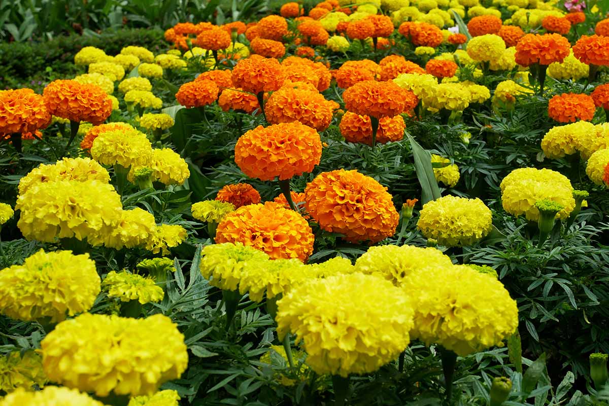 Pretty Merigold's Shades of Gold Marigold - Greta's Family Gardens