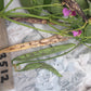 Thibodeau du Comt√© de Beauce Bean